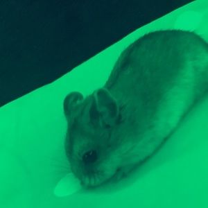 Meet your Posher, Sadie